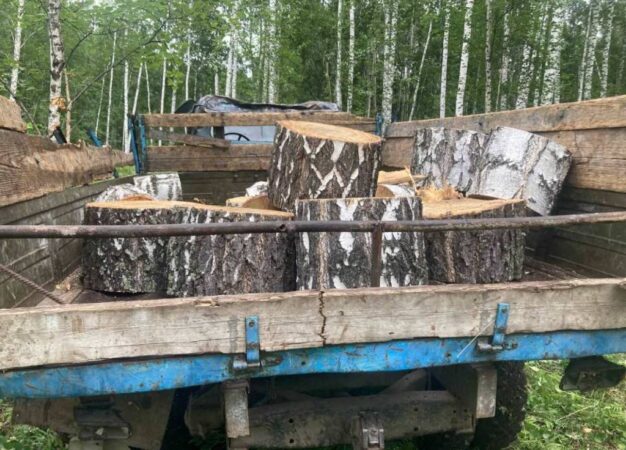 Под Новосибирском силовики обезвредили группу «черных лесорубов»