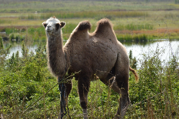 Верблюдица Джезельда поселилась на новосибирской ферме