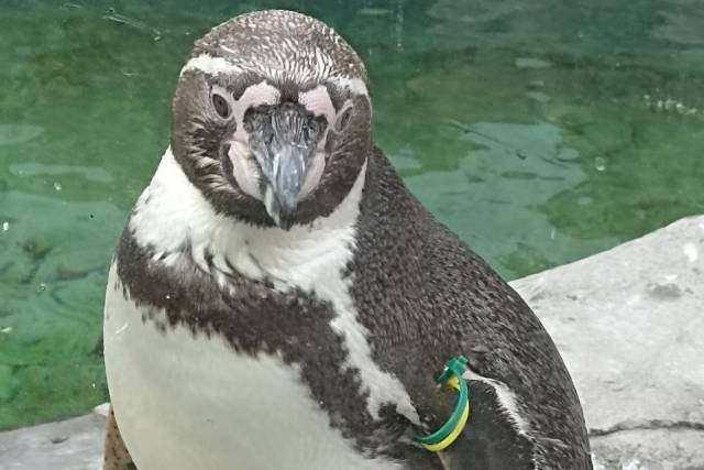 Новосибирцы  умилились ролику