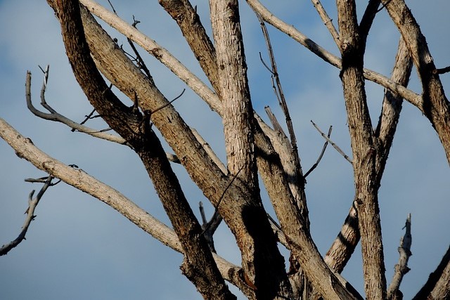 Чиновника из Бердска будут судить после падения дерева на жительницу