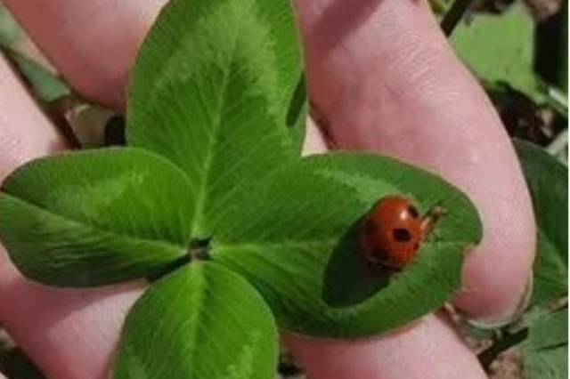 В Новосибирске женщина продает четырехлистный клевер за 500 тысяч рублей