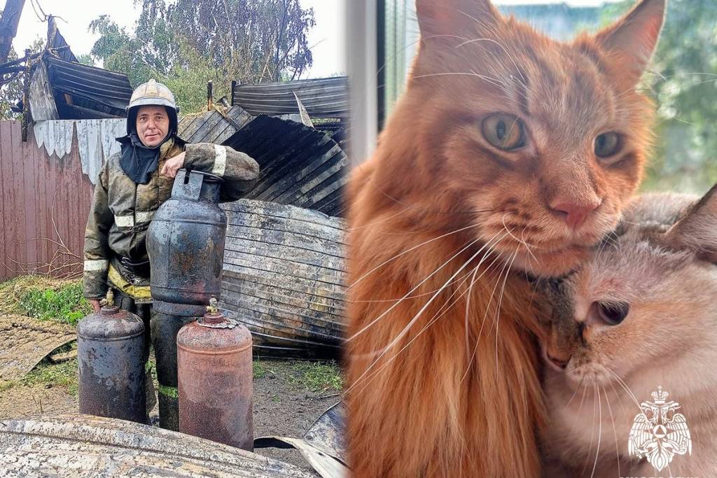 В Новосибирске сотрудник МЧС спас кота на пожаре