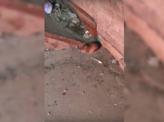 В Новосибирске горожане пожаловались на крыс на «Золотой Ниве»