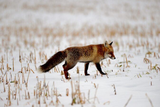 Карантин по бешенству ввели в одном из районов Новосибирской области