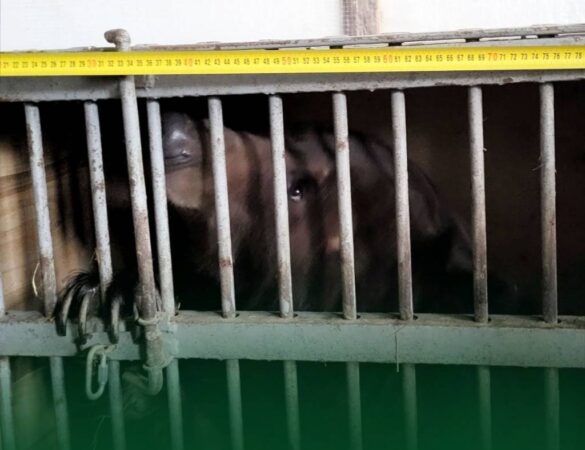 В Новосибирске брошенных на складе без еды и воды цирковых медведей забрали у дрессировщиков