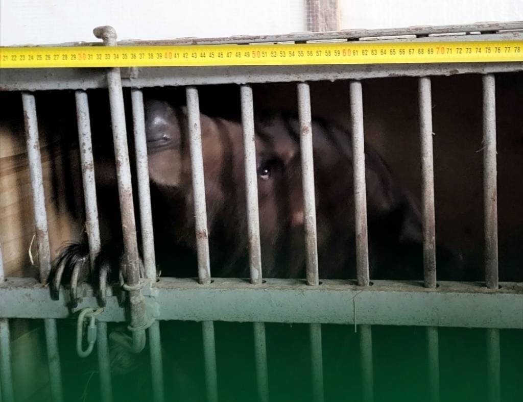 В Новосибирске брошенных на складе без еды и воды цирковых медведей забрали у дрессировщиков