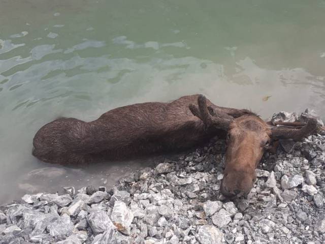 10 процентов всех косуль и больше 800 лосей разрешат убить охотникам в Новосибирской области