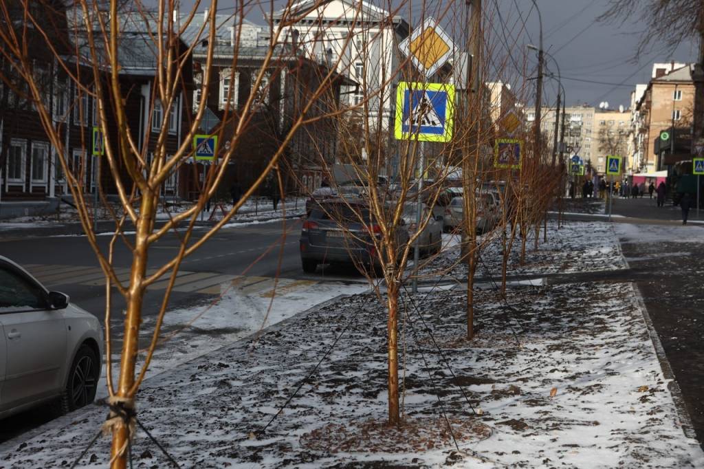 На улице Урицкого в Новосибирске высадили 900 деревьев