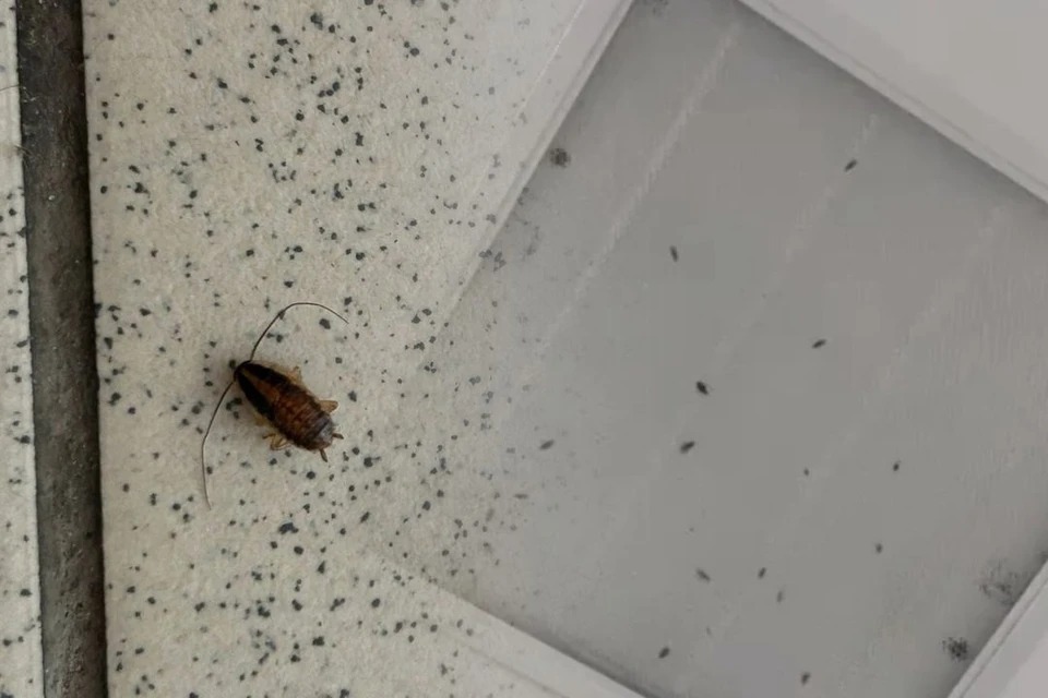 В Новосибирске пациенты поликлиники пожаловались на полчища тараканов в палатах