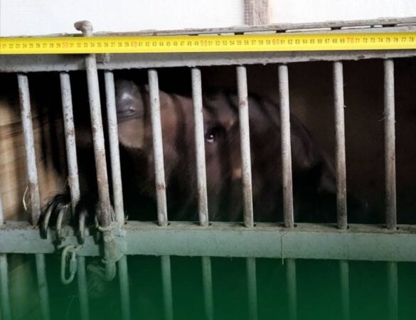 Новосибирским дрессировщикам не удалось вернуть цирковых медведей