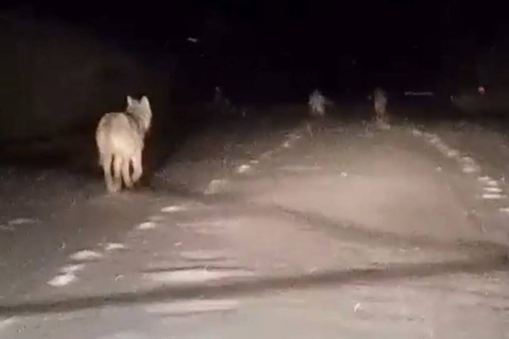 Под Новосибирском водители сняли на камеру стаю волков