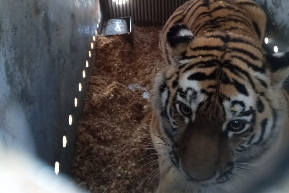 В Новосибирском зоопарке рассказали о самочувствии тигрицы из Хабаровска