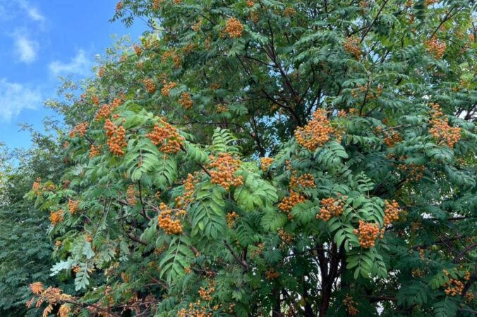 В Новосибирске прогнозируют затяжные заморозки с 5 по 8 сентября