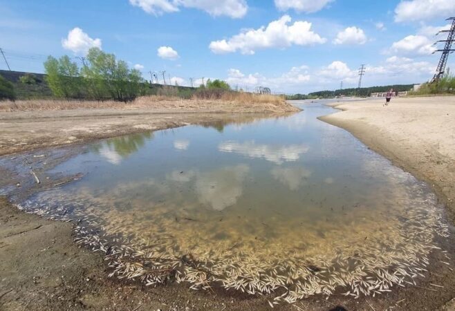 Росприроднадзор назвал причину гибели рыбы в Бердском заливе под Новосибирском