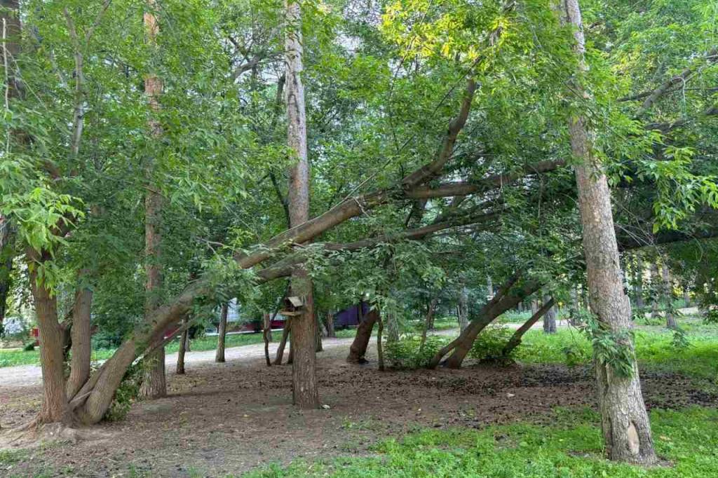 Тимирязевский сквер хотят обновить в Новосибирске