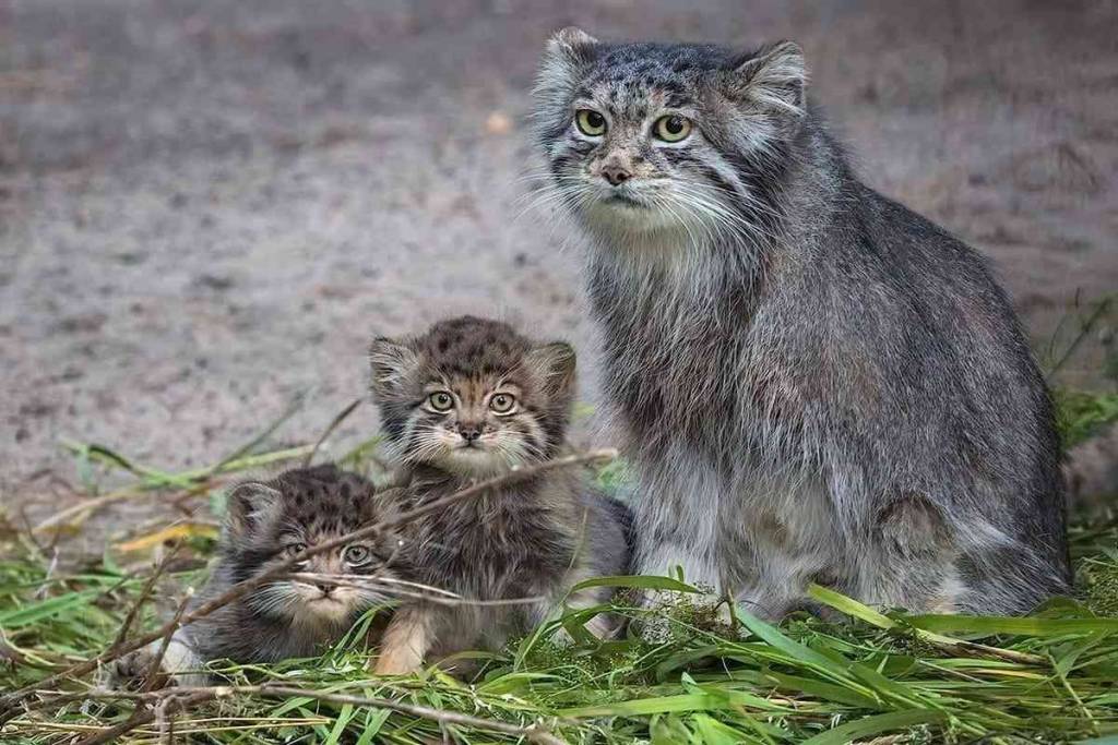 Мэрия опубликовала зарплату директора новосибирского зоопарка Андрея Шило