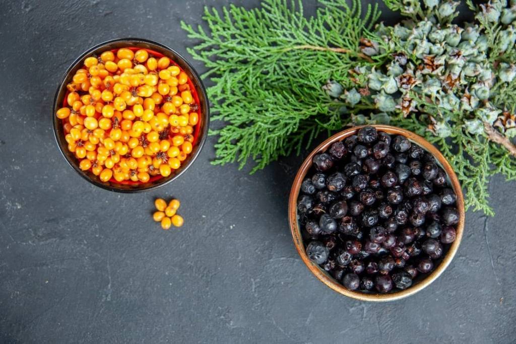 Новосибирцам раскрыли секреты высаживания облепихи и смородины