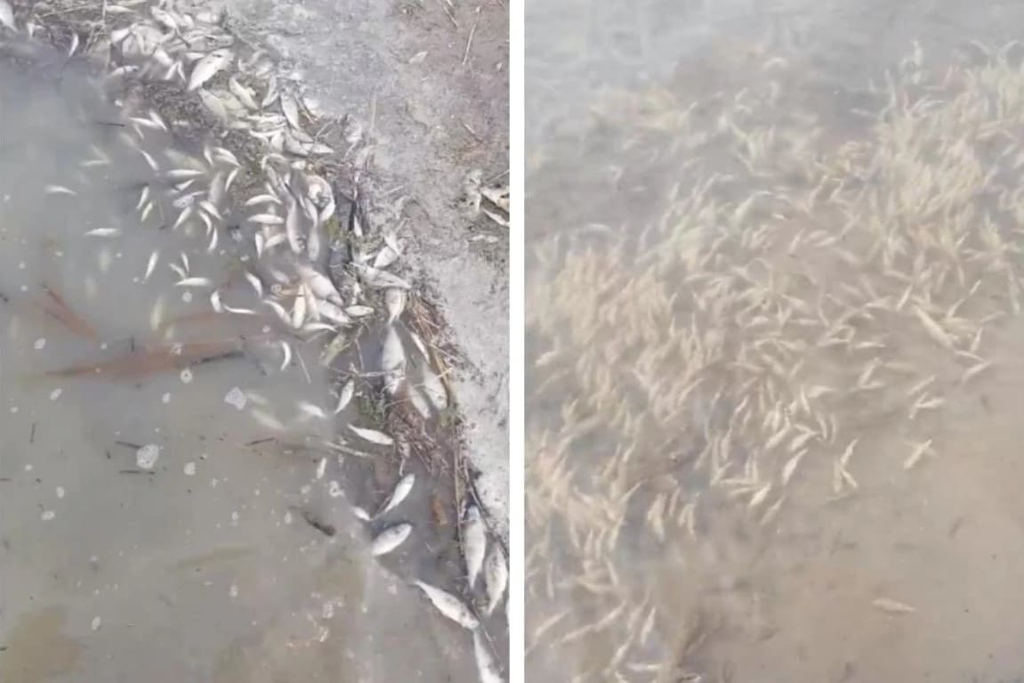 В Новосибирской области ущерб от гибели рыбы превысил 119 млн рублей