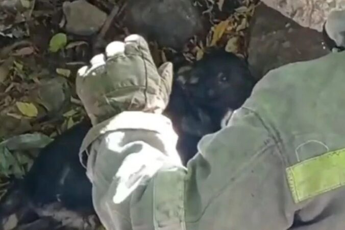 Жалобно скулил: в Новосибирске спасатели достали из-под плит маленького щенка