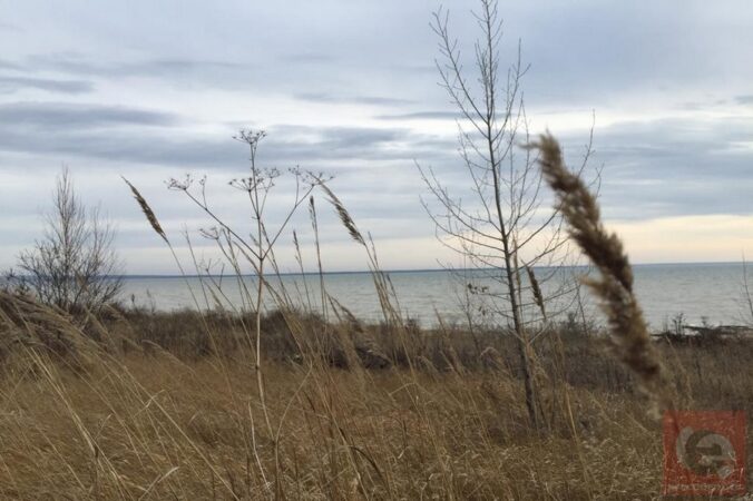Глава СКР Бастрыкин заинтересовался «захватом» берега Оби в Новосибирске