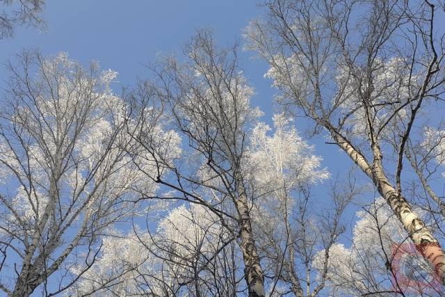 В Новосибирскую область пришли сильные морозы