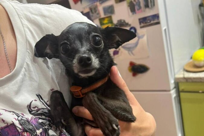 В Новосибирске той-терьер застрял в решетке сливного отверстия: его вызволили спасатели