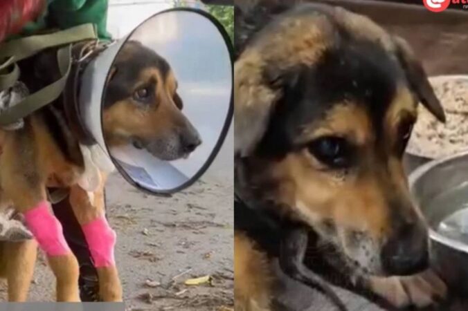 Новосибирский живодёр попытался убить собаку вилами