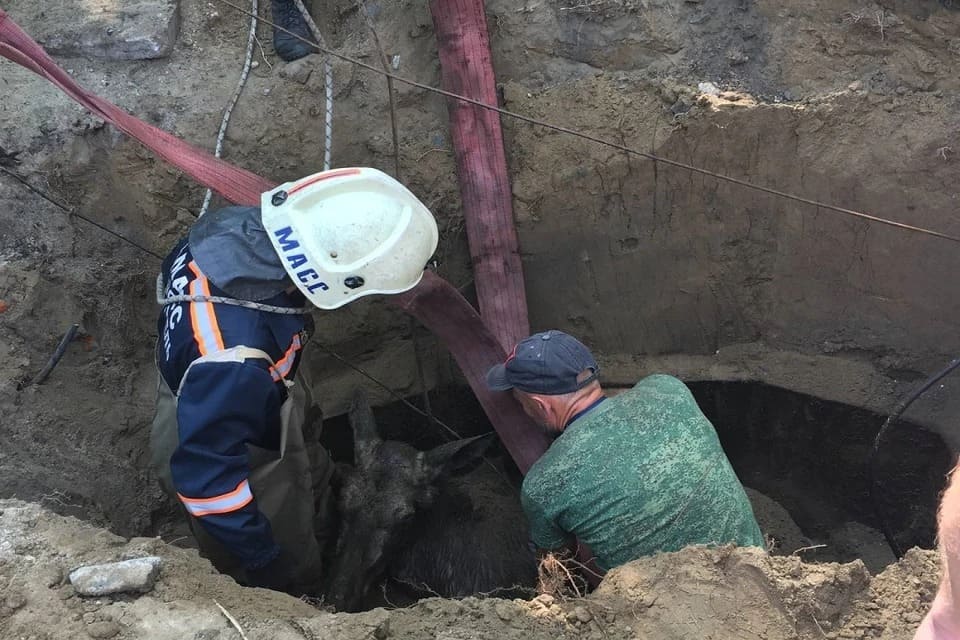В Новосибирске спасли провалившегося в колодец лосенка и отпустили его на волю