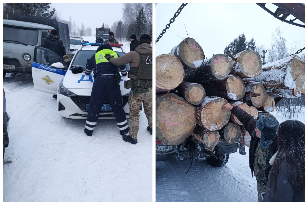Новосибирских черных лесорубов прикрывал действующий инспектор ГИБДД