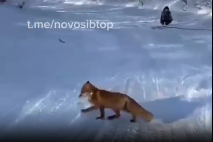 В Новосибирске лиса украла у рыбаков рыбу размером больше себя