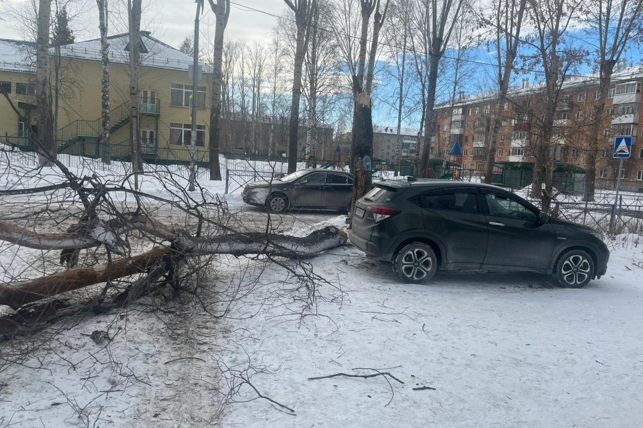 В Новосибирске во время урагана дерево упало на ребенка