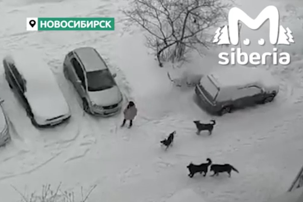 Бастрыкин возмутился разгулом бродячих собак в Новосибирске