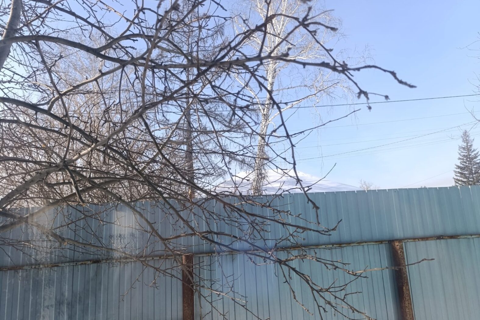 Новосибирский агроном назвал способ спасения подмороженных садовых деревьев