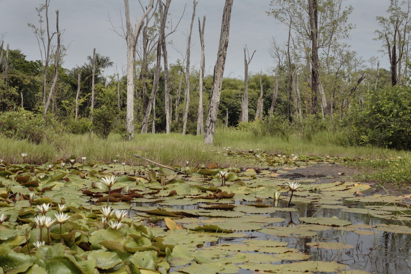 Суд привлек новосибирский «Горводоканал» к делу о миллиардном ущербе природе