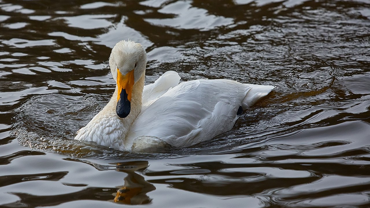В Новосибирском парке незаконно содержали краснокнижного лебедя
