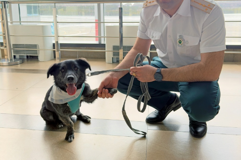 655 кошек и собак из Новосибирска отдохнули заграницей