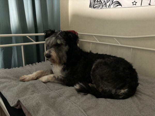 Сибирячка борется с новосибирскими зоозащитниками за пса Митю