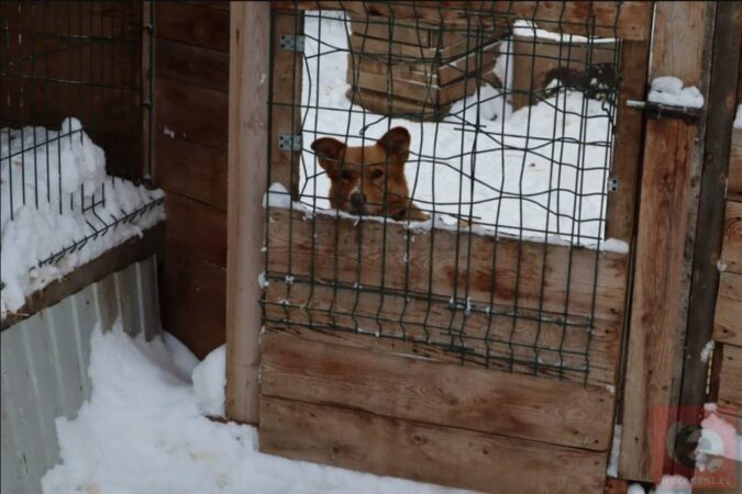 Мэрия Новосибирска планирует построить приют для собак на Хилке