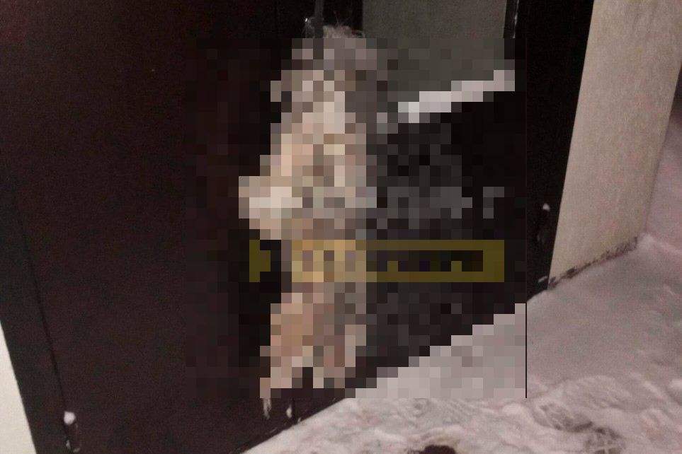 В Новосибирской области неизвестные забили собаку