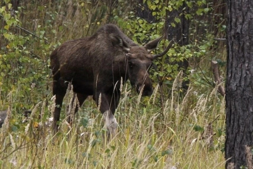 В полмиллиона рублей  обошлась охота новосибирскому браконьеру