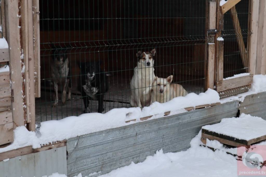В Новосибирске жители Хилка протестуют против строительства приюта для собак