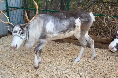 Северных оленей продают по 70 тысяч в Новосибирской области