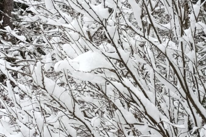 Оттепель придет в Новосибирск на следующей неделе