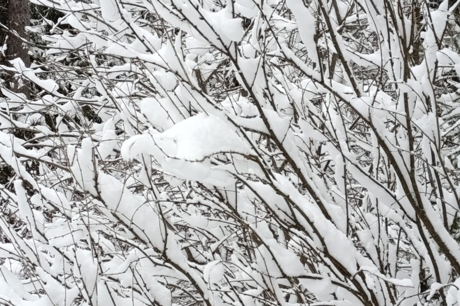 Оттепель придет в Новосибирск на следующей неделе