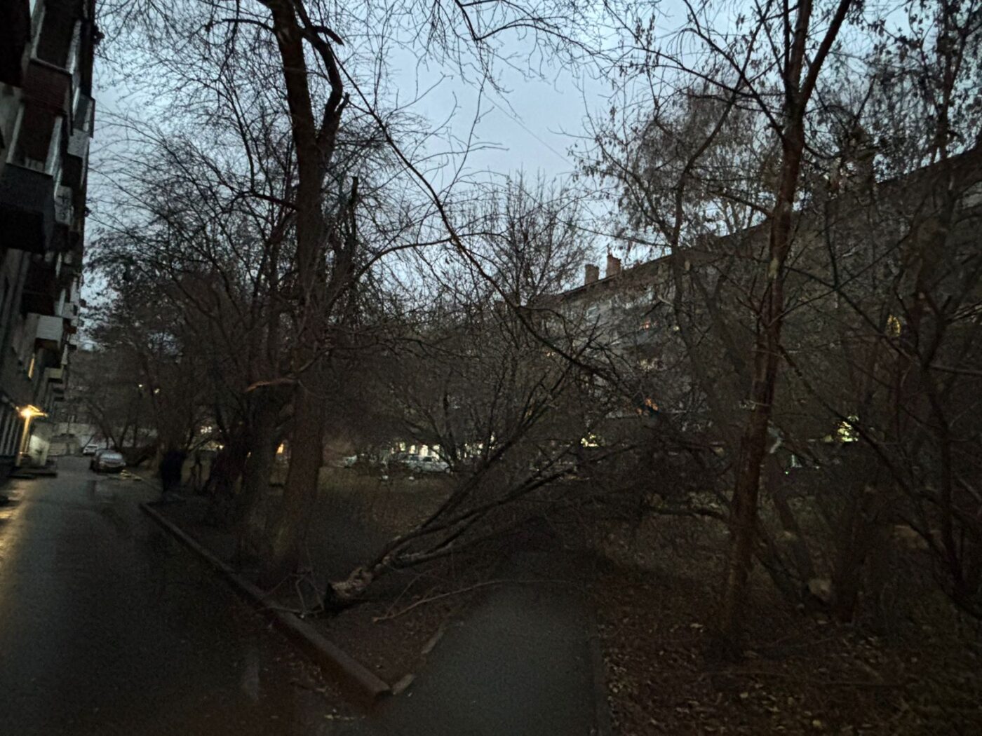 дерево рухнуло ураган 2 дерево рухнуло ураган 2