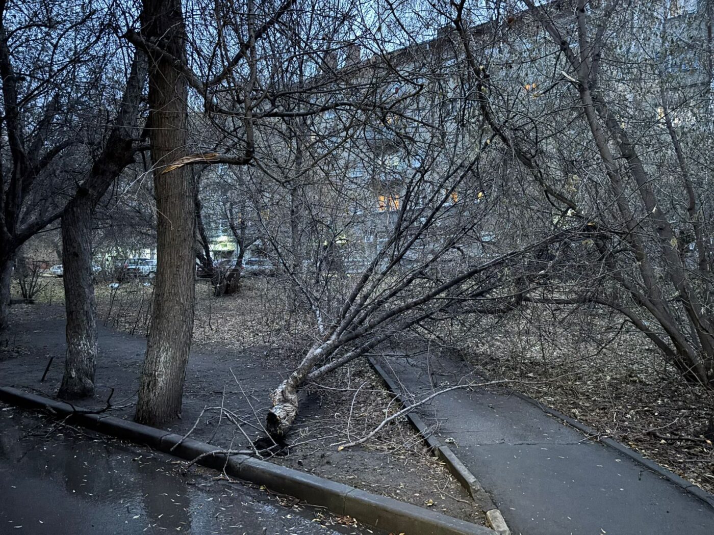 дерево рухнуло ураган 3 дерево рухнуло ураган 3
