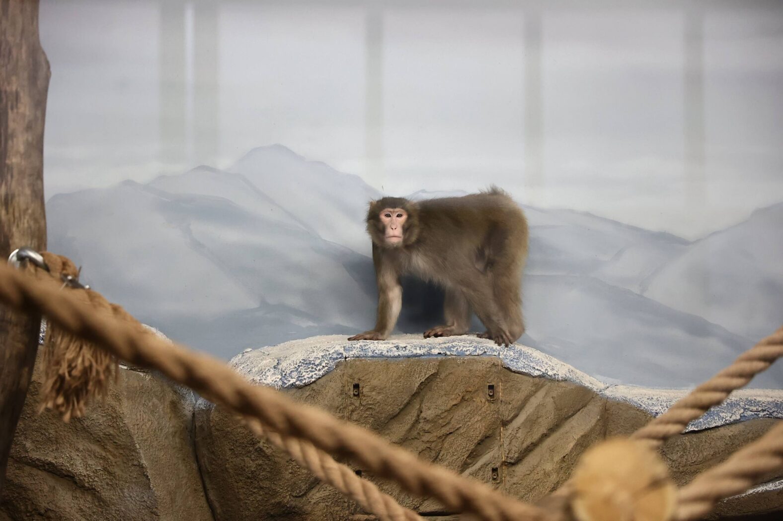 зоопарк 5 марта 2 зоопарк 5 марта 2