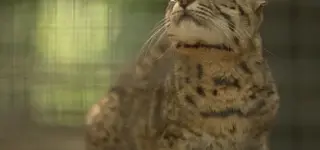 Новосибирский зоопарк опубликовал видео одной из самых редких кошек кошка Жоффруа