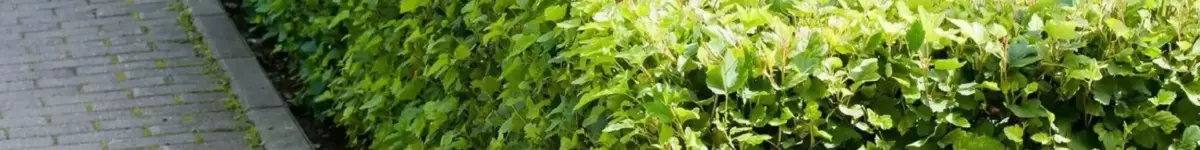 В Новосибирске на улице Потанинской высадят новые деревья кустарник пузыреплодник фото мэрия