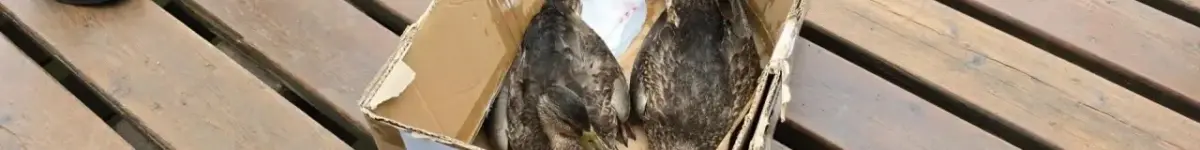 Новосибирская природоохранная прокуратура проверяет гибель уток на реке Каменка утки фото прокуратруа